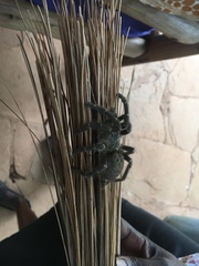 Harpactirinae