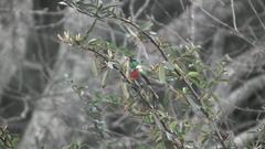 Cinnyris chalybeus albilateralis