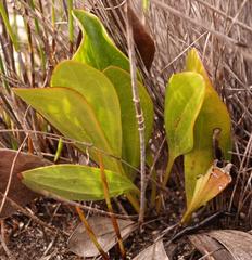 Mairia coriacea