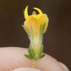Aspalathus ericifolia ericifolia