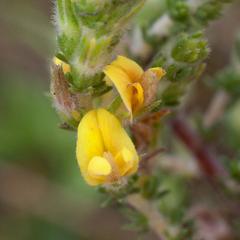 Aspalathus ericifolia ericifolia