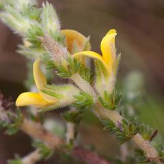 Aspalathus ericifolia ericifolia