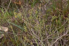 Aspalathus ericifolia ericifolia