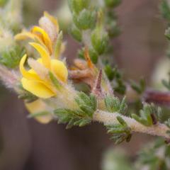 Aspalathus ericifolia ericifolia