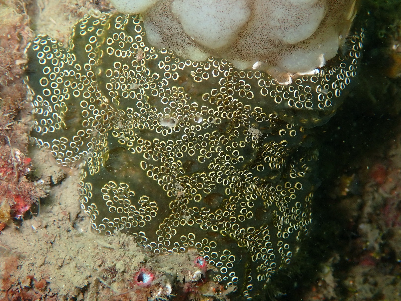 Distaplia bermudensis Van Name, 1902