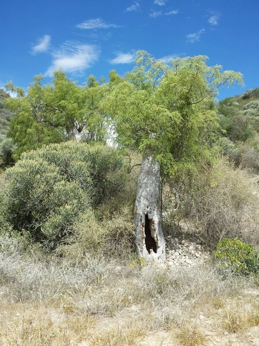 Bottle Tree