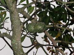 Voacanga thouarsii
