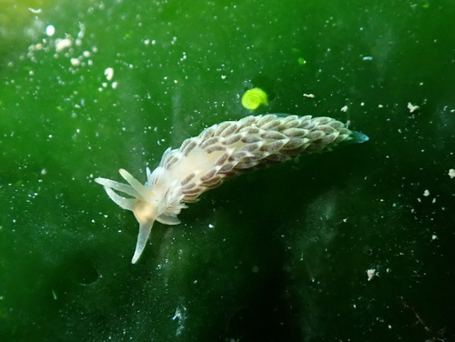 Aeolidiella alderi