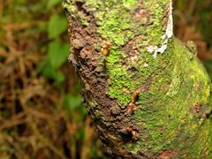 Crematogaster castanea