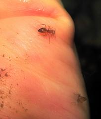 Crematogaster castanea