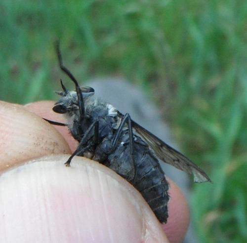 Black-legged Horsefly