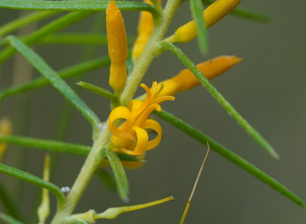 Prickly Geebung