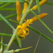Persoonia juniperina - Photo (c) Reiner Richter,  זכויות יוצרים חלקיות (CC BY-NC-SA), הועלה על ידי Reiner Richter