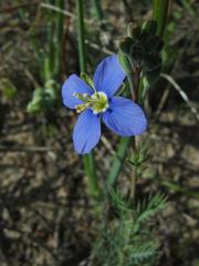 Heliophila digitata