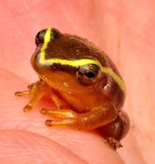 Hyperolius pickersgilli