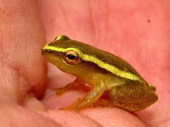 Hyperolius pickersgilli