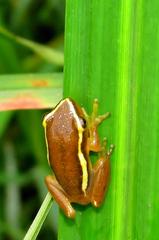 Hyperolius pickersgilli