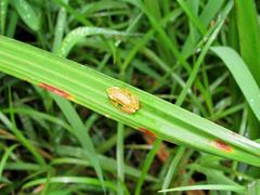 Hyperolius pickersgilli