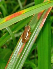 Hyperolius pickersgilli