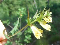 Melampyrum pratense
