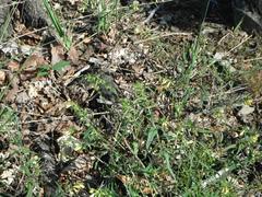 Melampyrum pratense