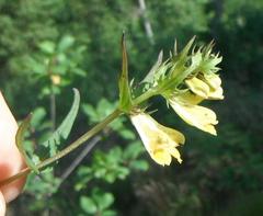 Melampyrum pratense