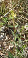 Melampyrum pratense