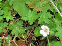 Geranium flanaganii