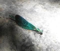 Calopteryx virgo