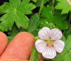 Geranium flanaganii