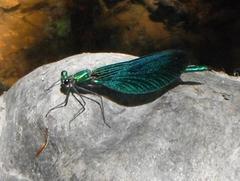 Calopteryx virgo