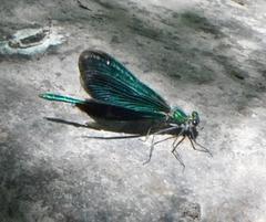 Calopteryx virgo
