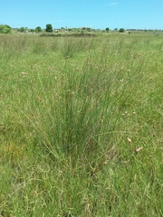 Fimbristylis ferruginea