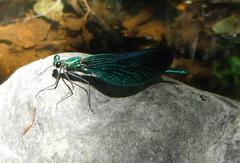 Calopteryx virgo