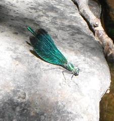 Calopteryx virgo