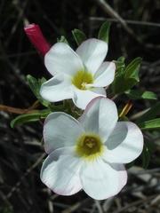 Oxalis multicaulis-recticaulis-versicolor