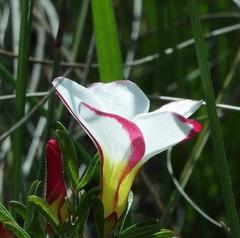 Oxalis multicaulis-recticaulis-versicolor