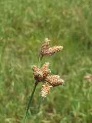 Fimbristylis ferruginea