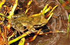 Natalobatrachus bonebergi