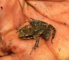 Natalobatrachus bonebergi