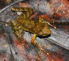 Natalobatrachus bonebergi