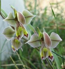 Gladiolus orchidiflorus