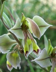 Gladiolus orchidiflorus