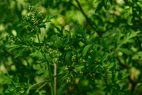 Ambrosia maritima image