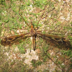 Leptotarsus huttoni