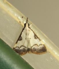 Autocharis jacobsalis