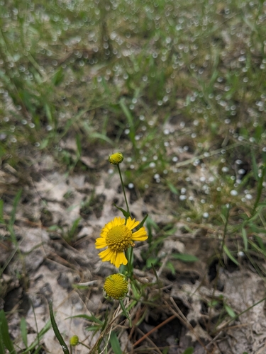 Image of Helenium virginicum by (c) Alaina Krakowiak, some rights reserved (CC BY)