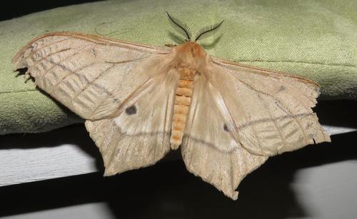 Pallid Emperor