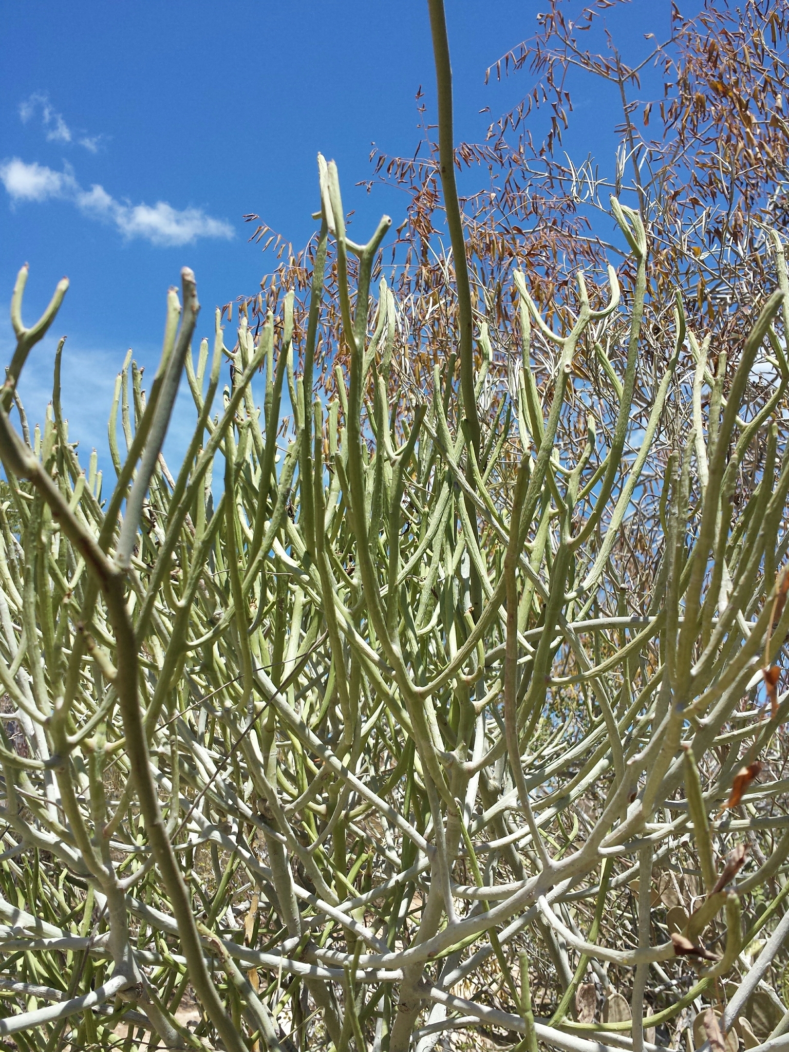 Euphorbia arahaka