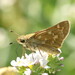 Field Skipper - Photo (c) Stefan, some rights reserved (CC BY-NC), uploaded by Stefan